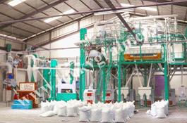 Corn plant process scene